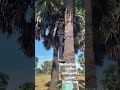 climbing Palm Tree step 3
