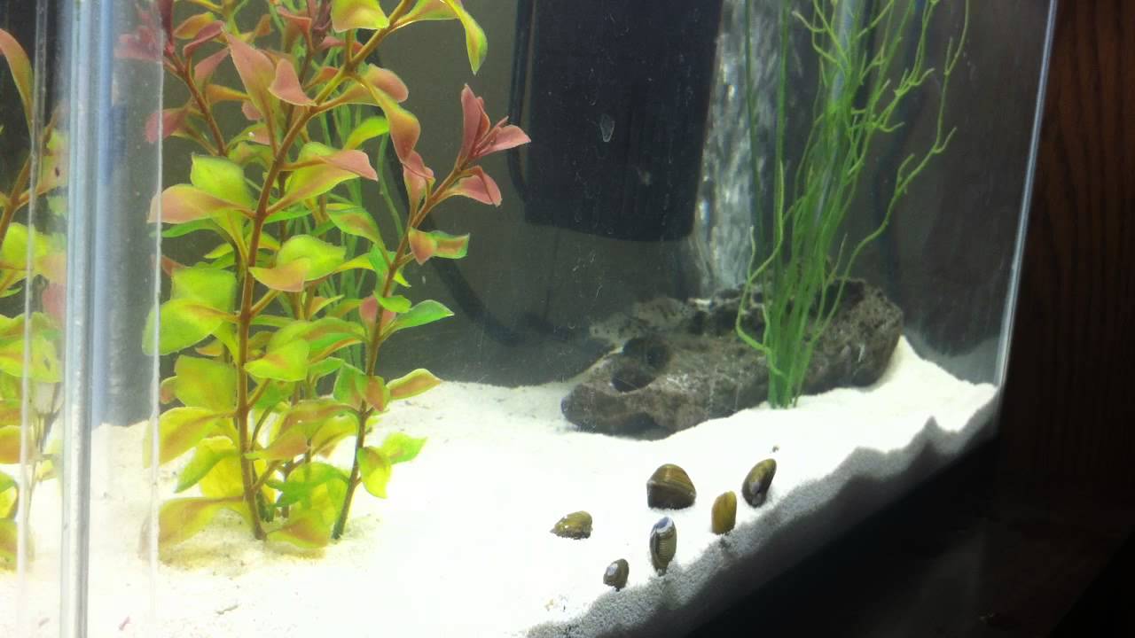 10 gallon freshwater golden
