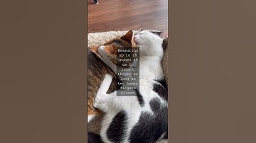 The Clouded Leopards JawDropping Canine Conquest A NonSequitur ExplorationAs I delved...