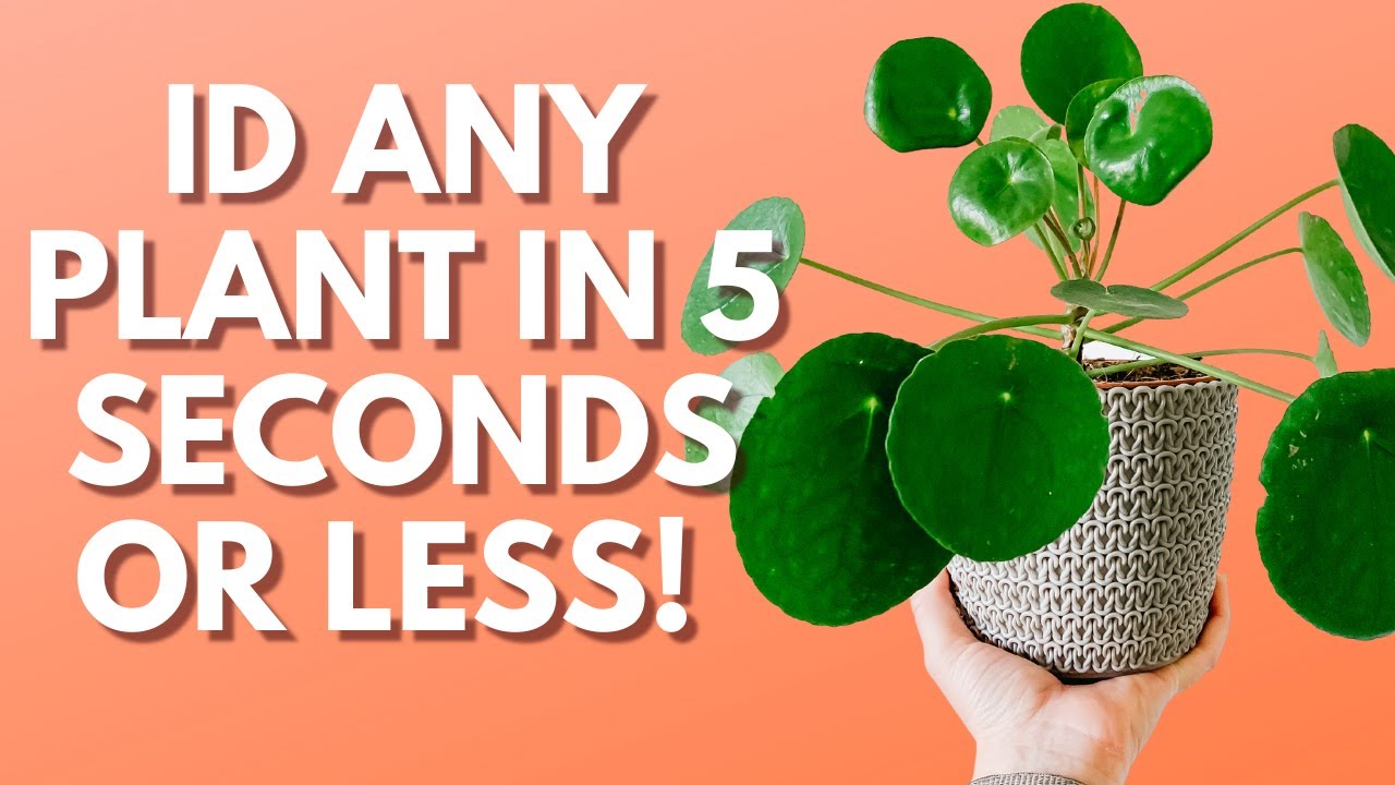 Dont know the name of a houseplant... DO THIS! 🪴🤔