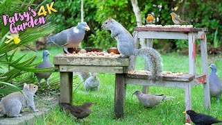 Cat TV for Cats  Birds & Squirrels play in the Garden  TV for Cats & Bird Videos to Watch