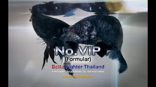 Betta Fighter Thailand (VIP Formular) screenshot 1