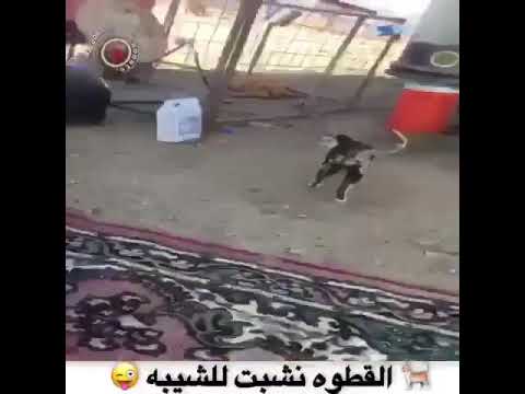 القطومطفش الشايب