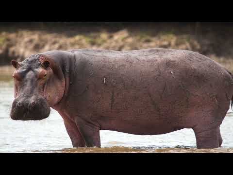Backyardigans Characters In Real Life