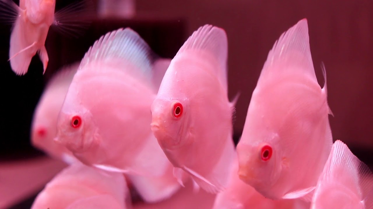 Discus Madness Storefront in Union, NJ YouTube