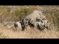 Rhinos mating