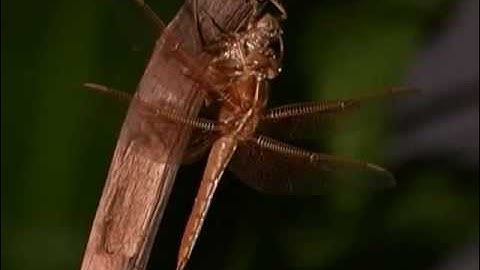 Complete vs. Incomplete Metamorphosis