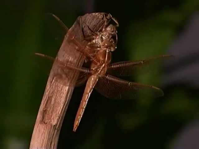 complete vs incomplete venn diagram lessons tes teach venn diagram of complete and incomplete metamorphosis