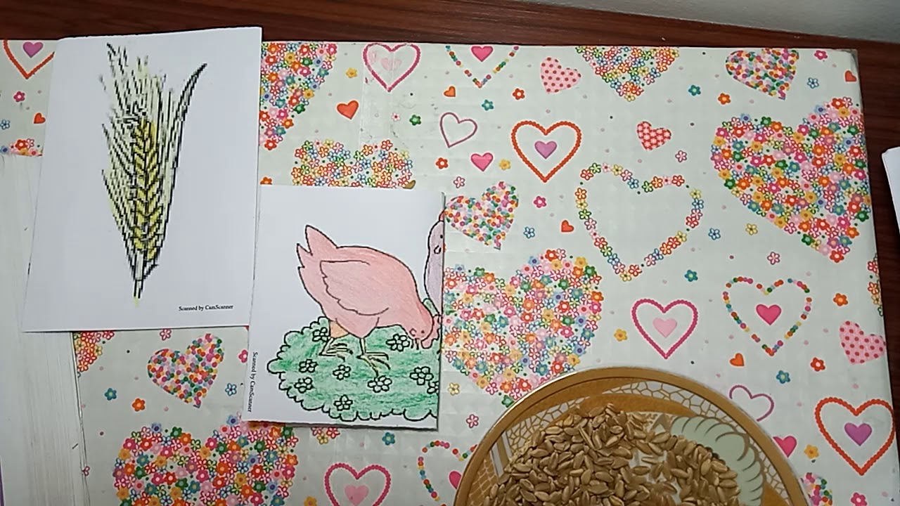 قراءة 46 و47. الدجاجة وحبة القمح .قسم التحضيري. Classe préparatoire