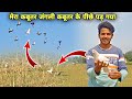 Mera kabutar junglee kabutar ke piche pad Gaya | pigeon vlogs ||