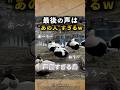何この声、鳥なの！？ ホンケワタガモ 声優みたいな声の鳥