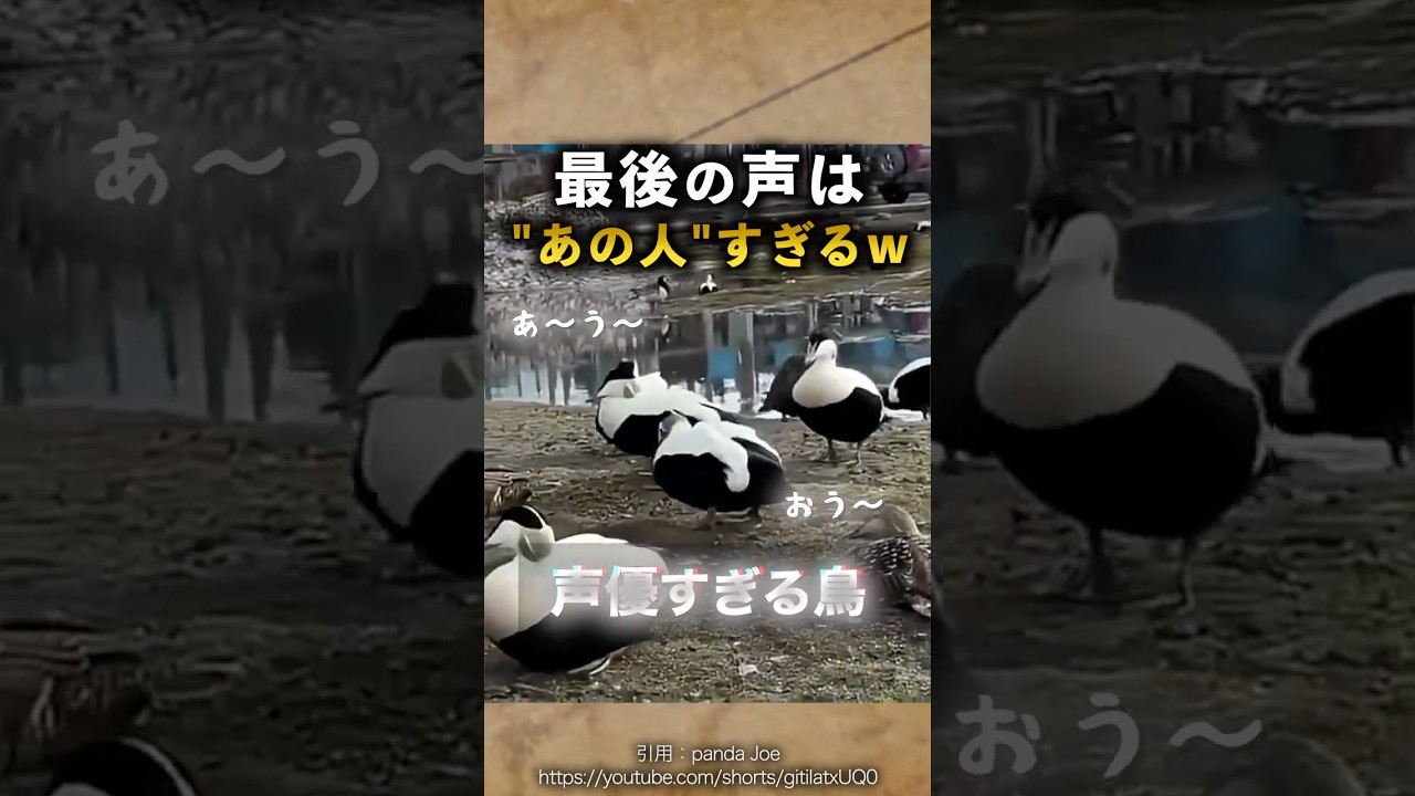 何この声、鳥なの！？ ホンケワタガモ 声優みたいな声の鳥