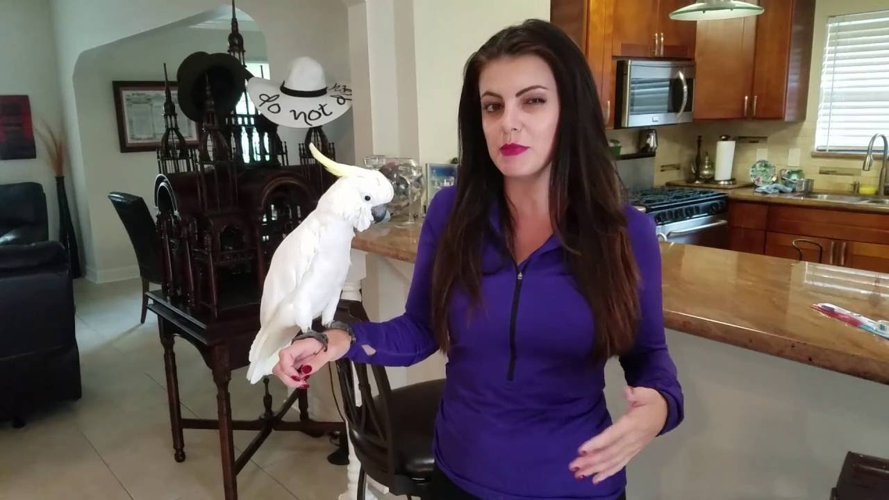 Знакомьтесь, мой малый желтохохлый какаду из Таиланда | Советы по попугаям во вторник