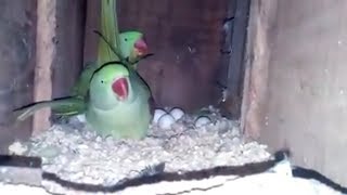 Ringneck Parrot Raw Pair With Eggs