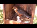 ~Red-footed falcons #2 (Polgár, Hungary) # 2 - Kobczyki zwyczajne - Poranne karmienia maluszka~