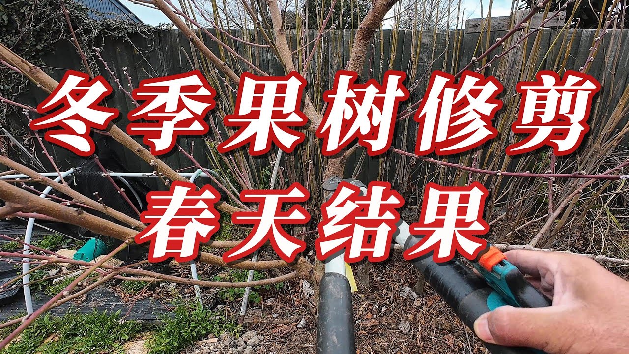 果树冬季修剪后，春天果树 硕果累累