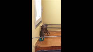 EPIC EXTREME DEGU FIGHT WITH ADVANCED THROWS AND WRESTLING TECHNIQUES