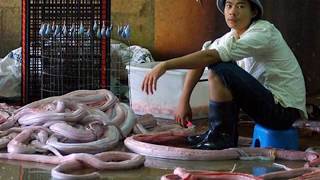 Python Factory; A Visit to the Snake Skin Factory