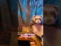 #pets #funnyanimals #funny #animals #animal