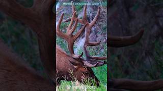 Moose shedding antlers 🥶