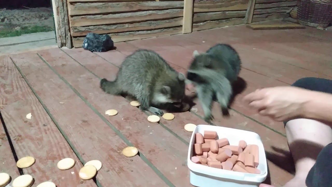 Feeding Raccoon Babies and Moms inside our house!!! 😍 - YouTube