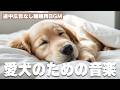 愛犬が落ち着く音楽（途中広告なし） / 12時間BGM / お留守番 / 雷対策 / 愛犬リラックス