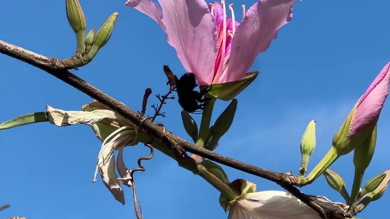 Un árbol que lo tiene todo! Como lo conoces tú ? 