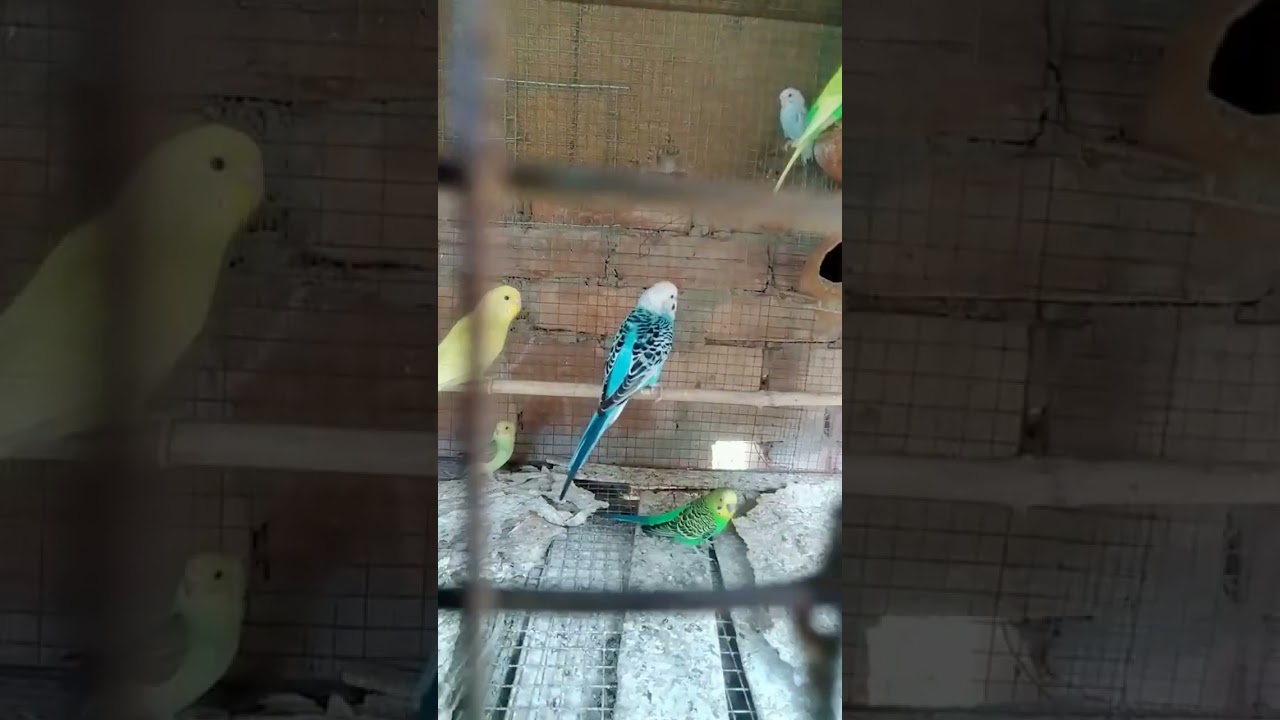 any one interested to buy ? ☺️  #sale #budgie #budgiesale #bengalivlog #trending #birds #waitforend