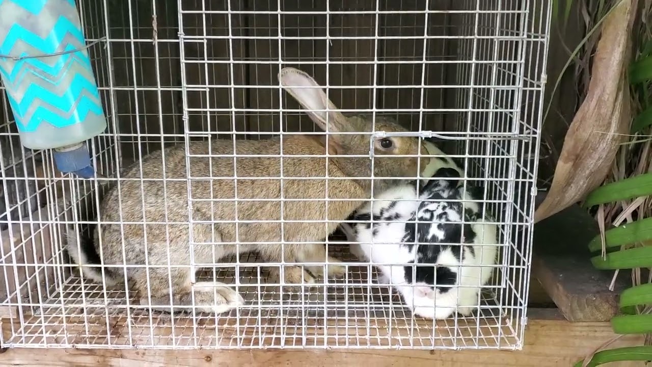 #@conejos#gigantes#reproduccion#musulungo#