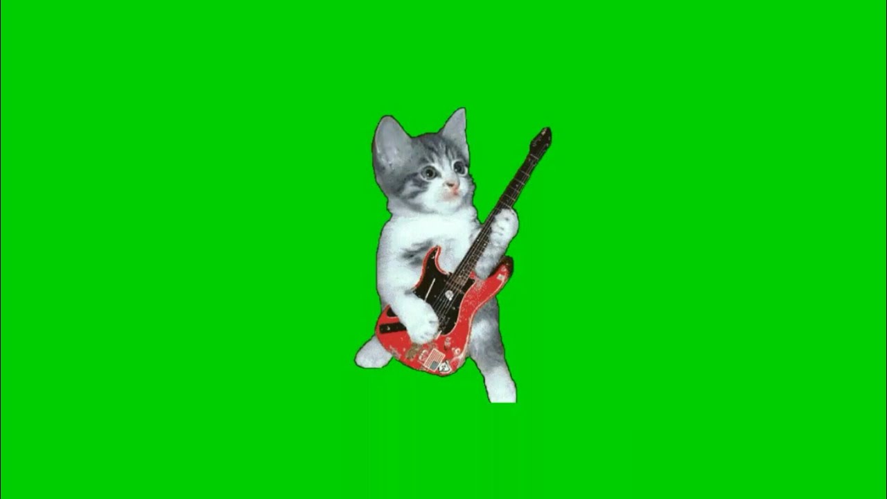 Green screen cat, Green screen pets, Green screen animals, Green sc...