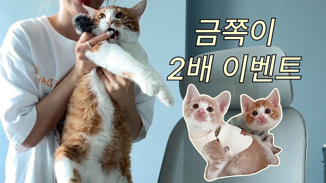 형제 고양이 같이 데려오면 알아서 커서 편하다구요? 집사가 말하는 솔직한 현실 QnA