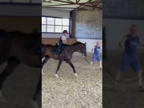 🤤 #конь #пони #верховая #лошади #лошадь #хоббихорсинг #кобыла