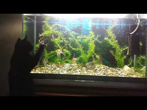 ფისომანია, ფისო, შავი კატა, აკვარიუმი, თევზი, Черный кот,  cat and fish, fanny kitten,