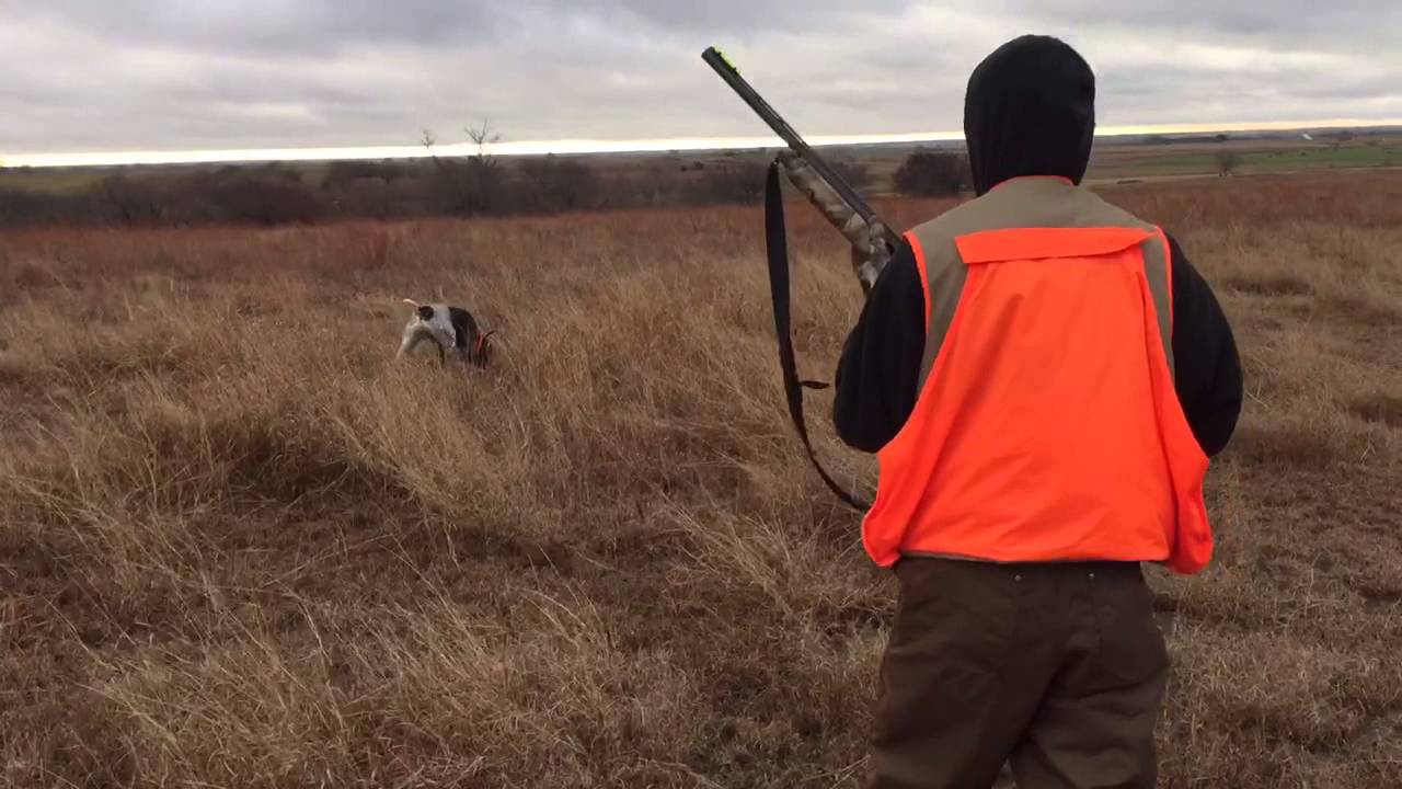 Quail Hunting Minco Oklahoma YouTube