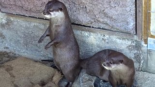 If You Love Beavers This Video Is For You
