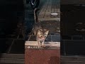 可愛い野良猫がうちに来た#shorts