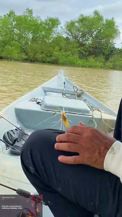 Paklong jenggo 🦞