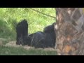 Gorilla This is just a video of Monroe sleeping lol