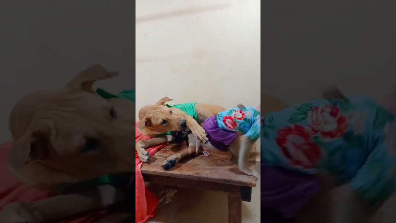 Sleep play cat ? 😴