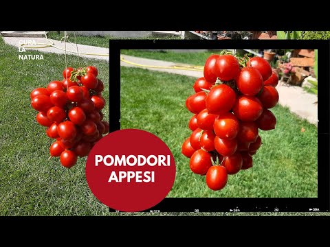 Video: Metodi per conservare i pomodori freschi prima del nuovo anno