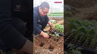 🔲🌱 High-Efficiency Manual Soil Dibbler and Seedling Transplantation Techniques