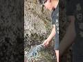洞窟でハブを探していたら巨大ヤシガニを発見！ #ヤシガニ #高級食材