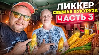 видео: Лучший ликкер на свежей кукурузе картинка: Лучший ликкер на свежей кукурузе