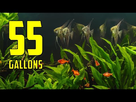 Video: Beste aquariumverwarming voor tanks van 10, 30 en 55 gallon