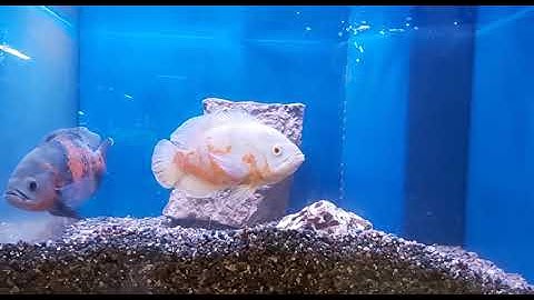 دقيقتين من الراحة النفسية 🙂اروع تلاوة متع سمعك