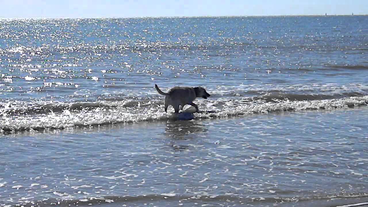 vacation in south carolina with the dog YouTube