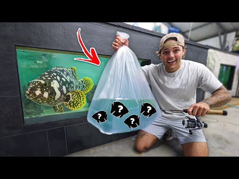Thumbnail for Catching WILD FISH for My NEW GROUPER POND!!