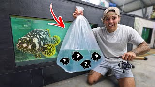 Catching Wild Fish For My New Grouper Pond!!