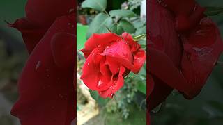 Beautiful Stunning Red Rose Flowers #Gardenflowers  #Rose #Shots #Foryou  #Viralvideo