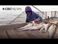 'A remarkable day': Northern cod total allowable catch increases by 55 per cent